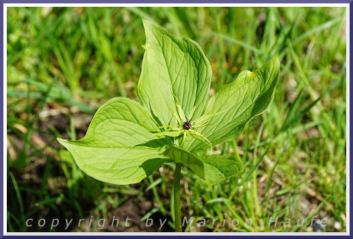 Die Vierblättrige Einbeere (Paris quadrifolia) ist eine häufige Pflanze feuchter Waldstandorte und giftig!