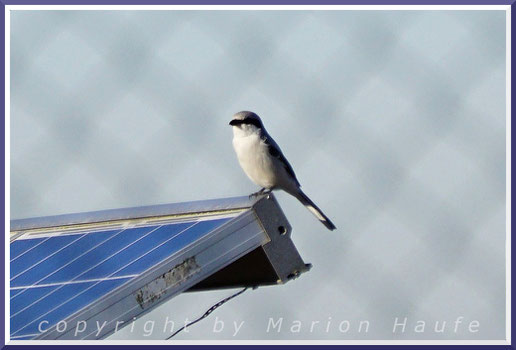 Raubwürger finden sich in den Wintermonaten auch gern in Solarparks ein, 16.02.2019, Seeburger Felder/Berlin.