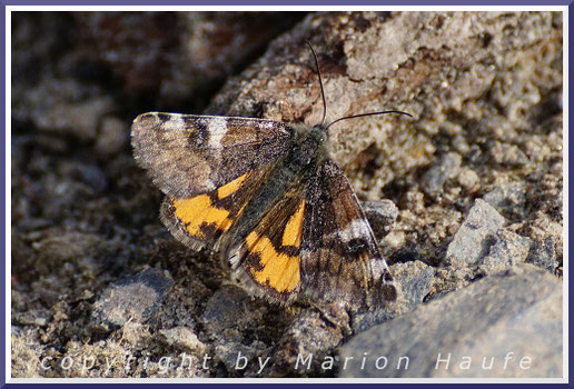 Jungfernkinder (Archiearinae) nehmen am Boden gern Mineralien auf, März, Land Brandenburg.