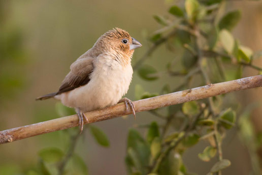 Capucin à bec d'argent, oiseau, Sénégal, Afrique, safari, stage photo animalière, Jean-Michel Lecat, photo non libre de droits