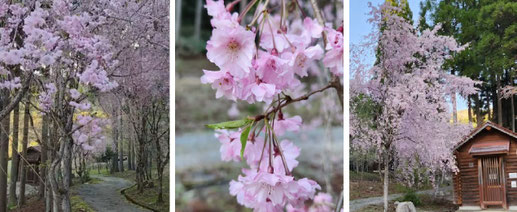 桜ページ - 黒木キャンプ場 津山市加茂町