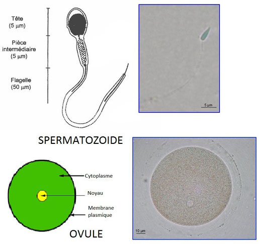 comment est favorisée la rencontre des cellules reproductrices