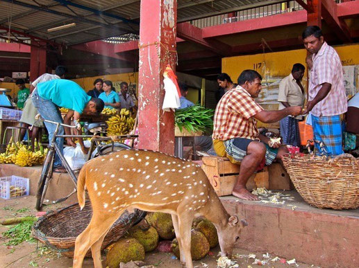 Hirsche, Deer Trincomalee, Sri Lanka