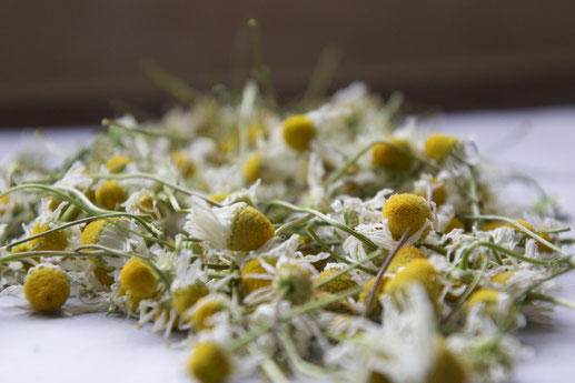 dried chamomile herb