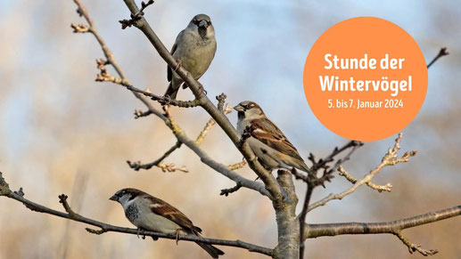 Ergebnis Stunde der Wintervögel 2024