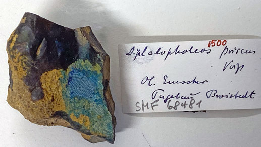 Senckenberg, Bryozoa, Bryozoen, Moostierchen, Sammlung Voigt