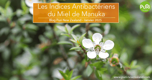 Les indices antibactériens du miel de manuka