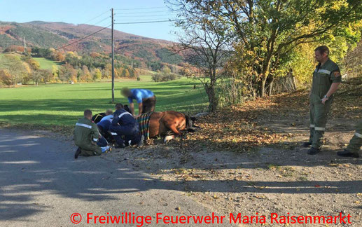 Feuerwehr; Blaulicht; BFKDO Baden; FF Maria Raisenmarkt; Pferd; Vorderfuß; Betonrohr;