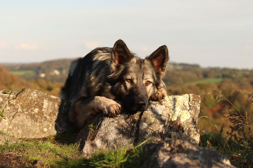 Chien de berger d'Allemagne de l'Est Argenté