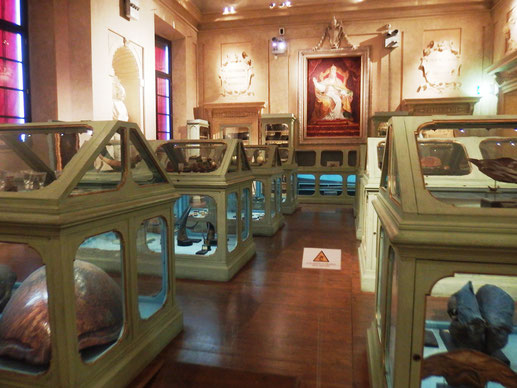 Abb. 2: Museum der Sammlung Aldrovandi im Palazzo Poggi, Bologna, 2016.**