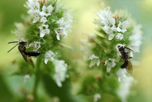 Maskenbiene (Hylaeus)