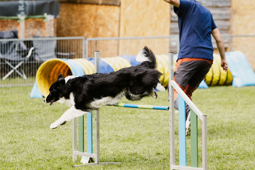 Schwarz-weißer Border Collie springt über ein Hindernis auf einer Hundesportwiese, daneben läuft eine Person in blauer Jacke und brauner Hose.