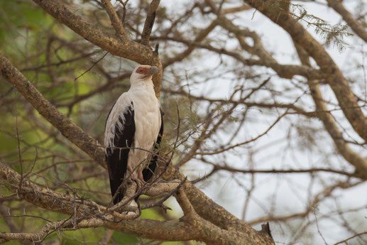 Vautour palmiste, palmiste africain, oiseau, Sénégal, Afrique, safari, stage photo animalière, Jean-Michel Lecat, photo non libre de droits