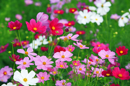 ⬇️辻修窯　　⭐︎ 湯呑み　フリーカップ　　コスモス　秋桜 CATEGORY コップ、湯呑み | 辻修窯