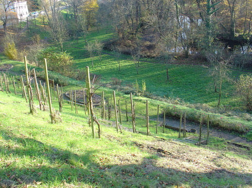 Weinberg, Frühjahr 2014, alte Reben