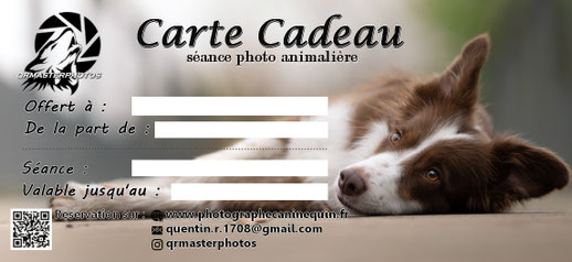 carte cadeau seance photo chien photographe canin lyon idee cadeaux noel