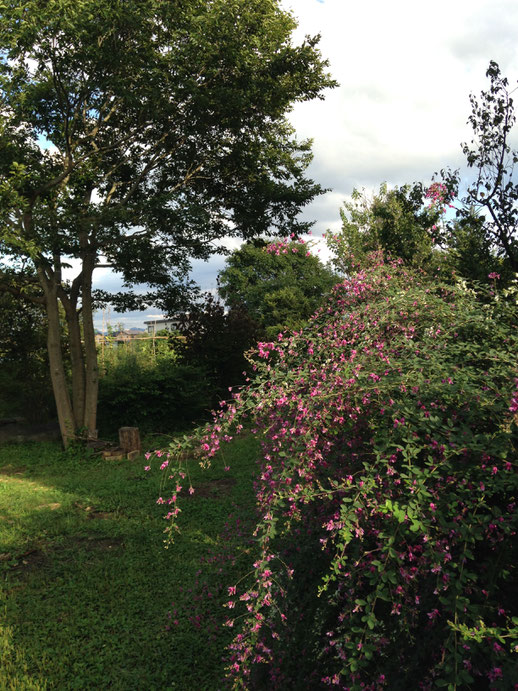 萩の花は盛りを過ぎました