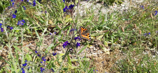 Blumen und Schmetterlinge am Bessin, Hiddensee