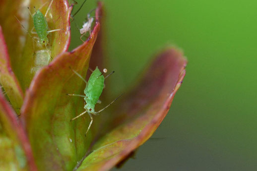 Aphids Picture from Pixabay.com