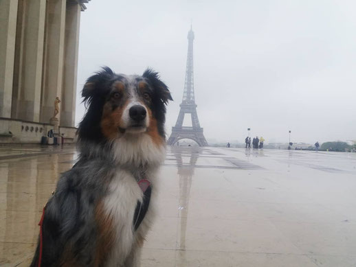 Berger australien au Trocadéro, vue sur la tour Eiffel, chien