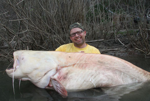 Peter Merkel mit einem Albino Wels aus der kleinen Rhone in Frankreich.