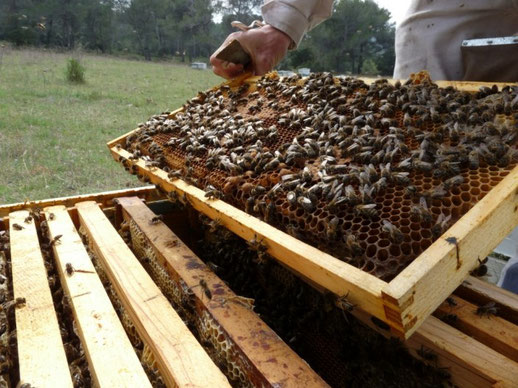 couvain d'abeille