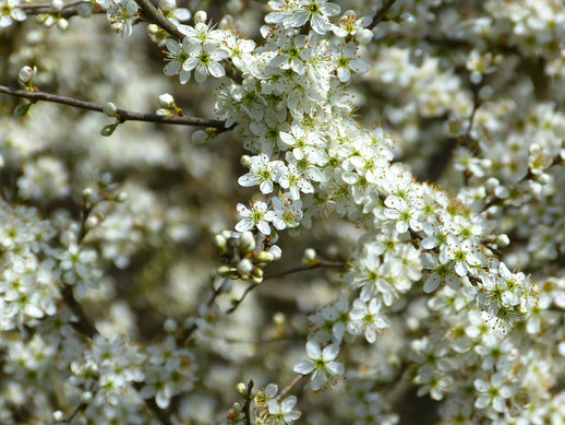 Schlehen, Blüte, Frühling