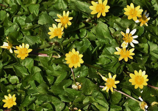 植栽されたと思われる　渡良瀬遊水地のヒメリュウキンカ