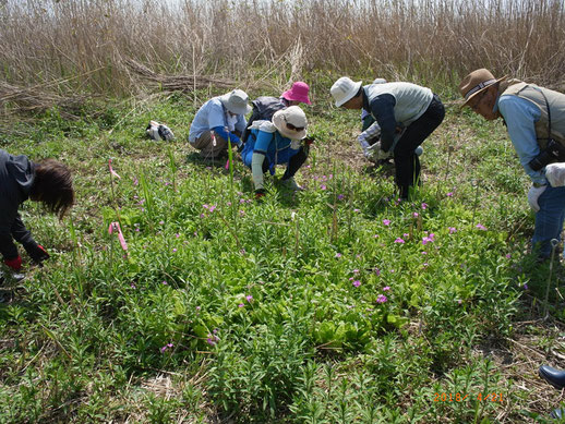 渡良瀬遊水地の桜草自生地での外来種除去作業