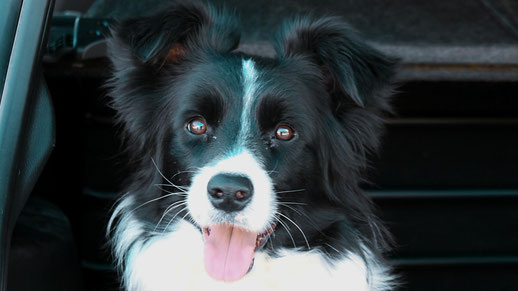 addestramento cani Bergamo