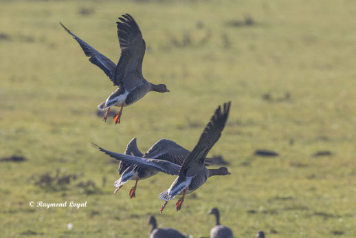 blaessgans vogel flug wiese
