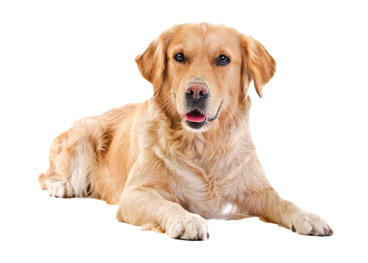 golden retriever chien png transparent sur fon blanc fiche chien