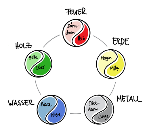 Die 5 Elementenphasen von TCM