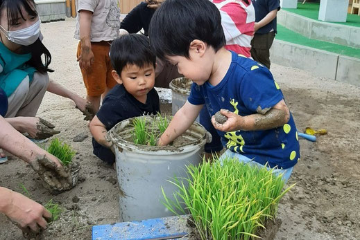 稲の苗を植える男の子