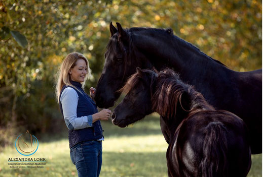 Gelassenheitstraining Pferd Kurs, Lehrgang Bodenarbeit, Knotenhalfter, Agility, Bodenarbeitsseil