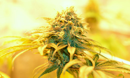 Ein Cannabis Bud in der Blütephase unter einer NDL Leuchte. 