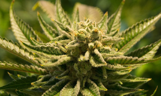 Ein Cannabis Bud in der Blüte, unter einer NDL Lampe. Etwa in der 7 Woche