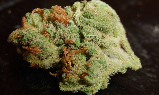 Cannabis Bud auf einem Schwarzen Hintergrund
