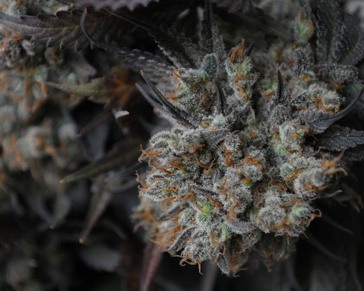 Schwarze Cannabis Blüten mit einem weißem Harz überzug