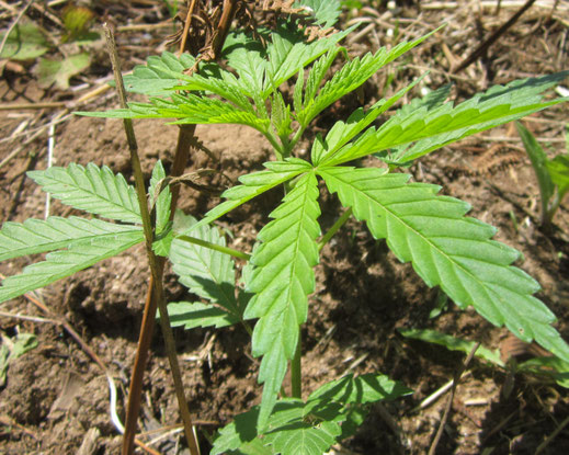 Eine Cannabis Pflanze die Outdoor wächst etwa 3 Wochen alt