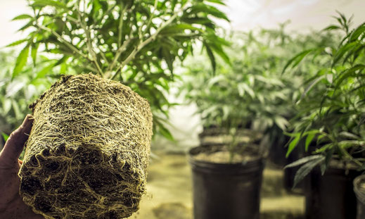 Eine cannabis Pflanze wird in der Hand gehalten. Sie hat keinen Topf und man sieht ihre kräftigen Wurzeln