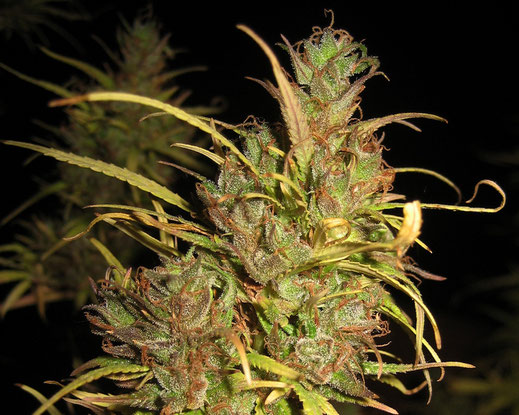 Eine Skunk Cannabis Pflanze mit einem Schwarzen Hintergrund 