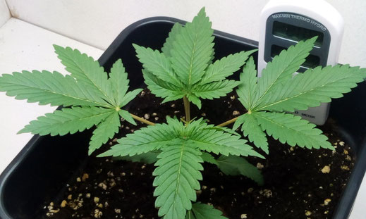 Eine 3 Wochen alte Cannabis Pflanze die getoppt wurde