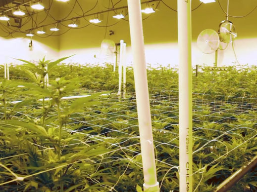 Eine Lagehalle in der Cannabis professionell gezüchtet wird
