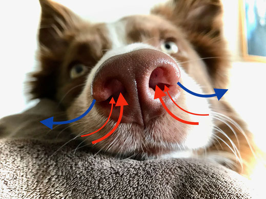 Wie riechen Bettwanzen-Spürhunde?