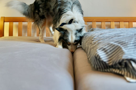 Bettwanzen-Spürhund Kent bei der Arbeit