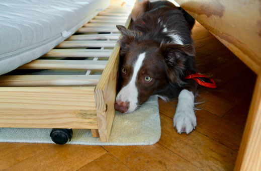 Bettwanzen-Spürhund Gus in der Anzeige