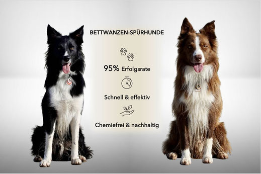 Bettwanzenspürhunde haben eine Erfolgsquote von 95%