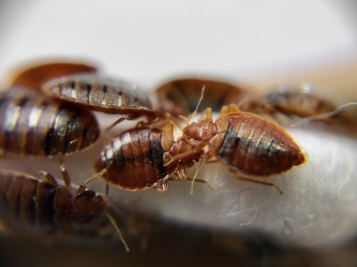 Aggregation von Bettwanzen (Cimex lectularius)