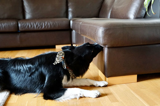 Bettwanzen-Spürhund Nox in der Anzeige